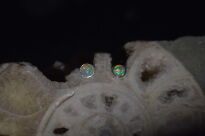 Malutkie Kolczyki Sztyft Naturalny Opal z Etiopii Srebro 925 - 13