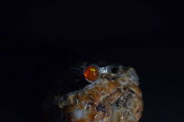 Pierścień Opal Meksyk Fire Ognisty r.13 Srebro 925 - 13