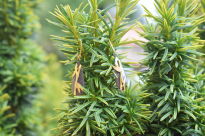 Kolczyki Pędy Bambusa Srebro 925 - 5